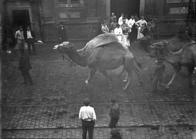 821920 Afbeelding van een optocht met drommedarissen van het Circus Barnum & Bailey in de Voorstraat te Utrecht; op de ...